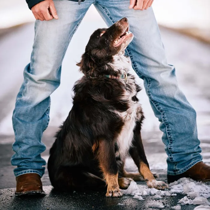 M2 Relaxed Stirling Stretch Boot Cut Jean Shasta Men Ariat Denim M2 Relaxed Stirling Stretch Boot Cut Jean Shasta Men Ariat Denim